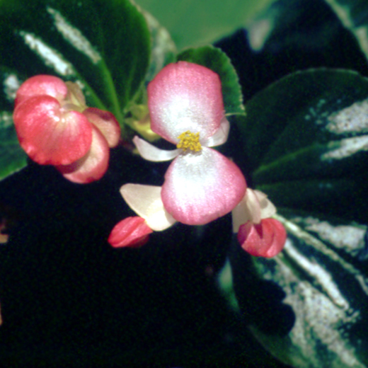 File:Begonia.jpg