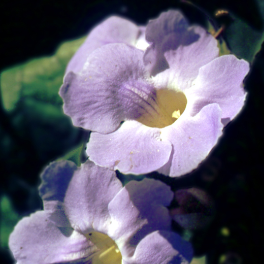 File:Grandiflora.jpg
