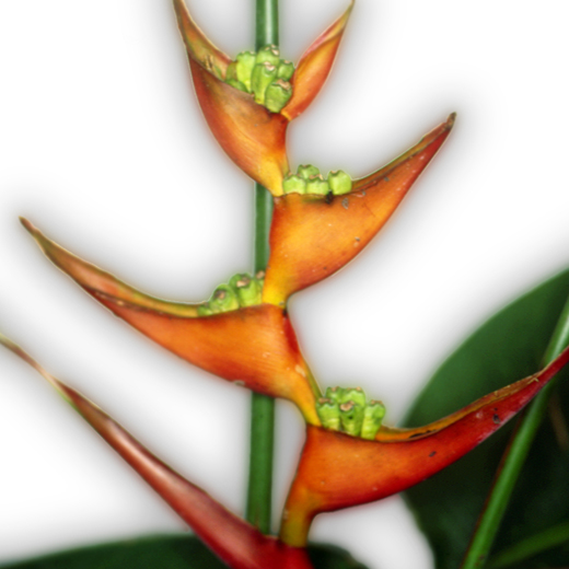 File:Heliconia.jpg